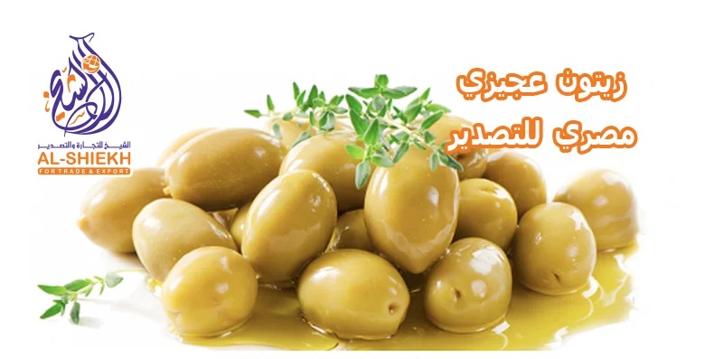 مورد زيتون عجيزي