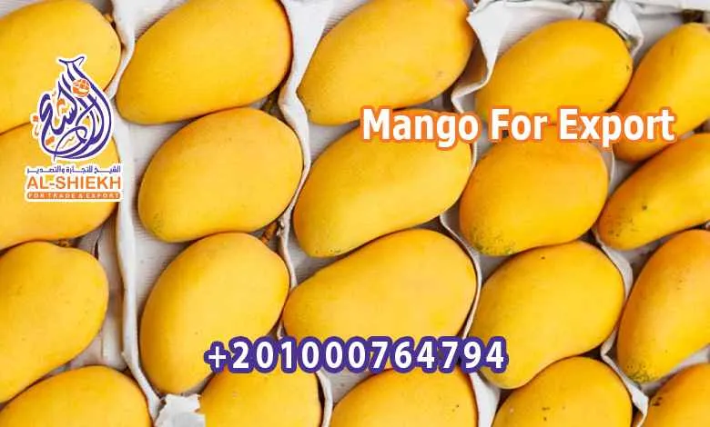 Mango For Export