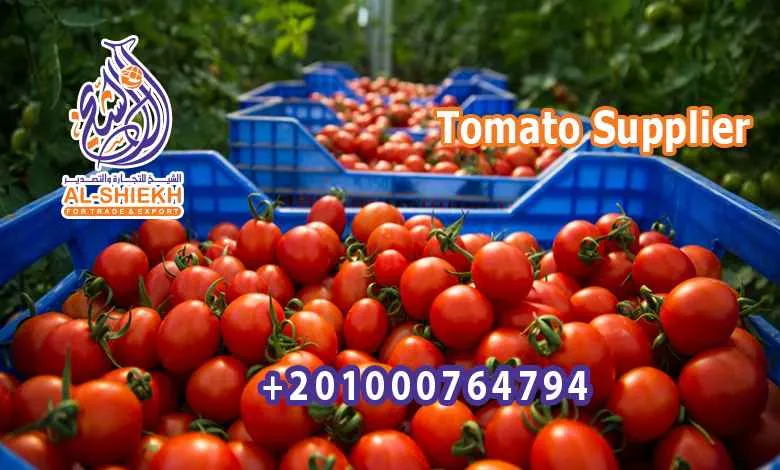 Tomato Supplier