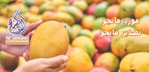 مانجو للتصدير