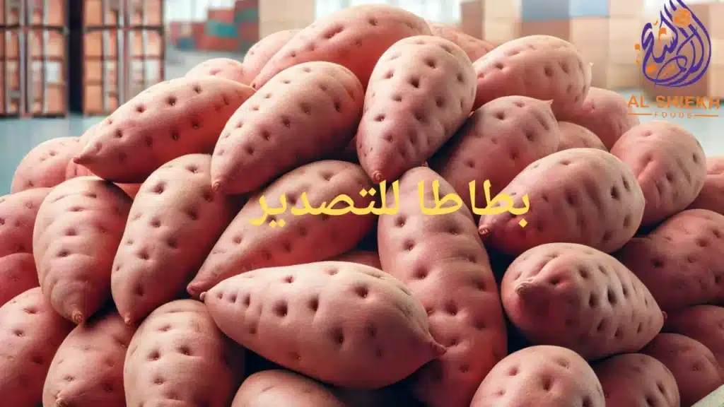 بطاطا للتصدير