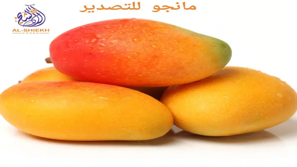 مانجو للتصدير