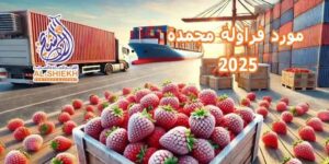 فراولة مجمدة للتصدير