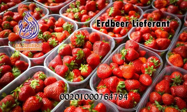 Erdbeer Lieferant