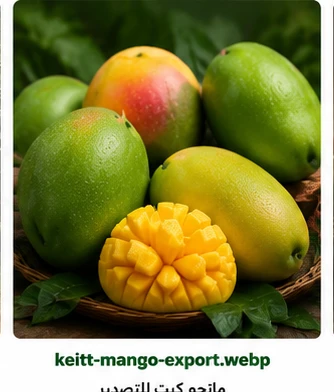 مانجو كيت للتصدير من مصر Keitt Mango Export