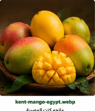 مانجو كنت المصرية للتصدير Kent Mango Egypt