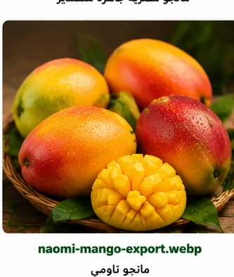 مانجو ناومي للتصدير من مصر Naomi Mango