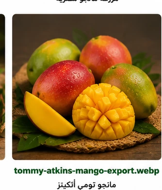 تومي أتكينز مانجو للتصدير Tommy Atkins Mango