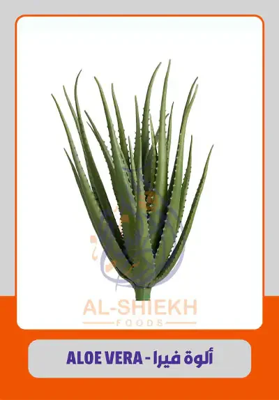 Aloe Vera from Egypt for commercial supply