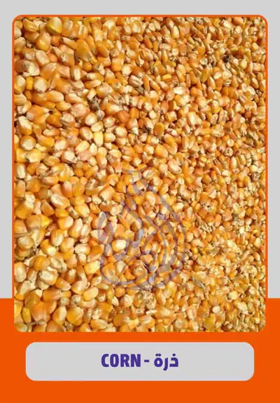 Corn bulk supply from Egypt for export