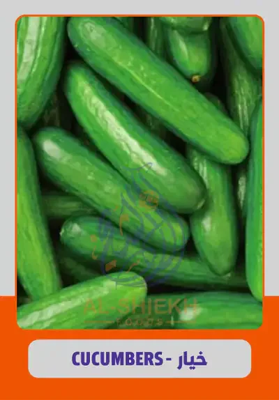 Cucumbers for export from Egypt