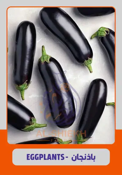 Eggplants for export from Egypt