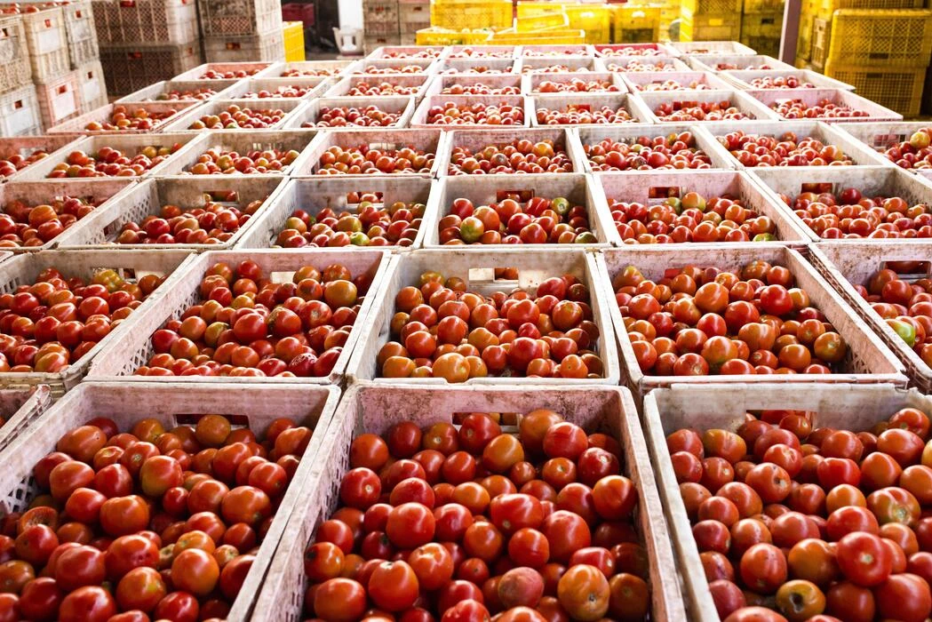 Fresh tomatoes prepared for commercial supply
