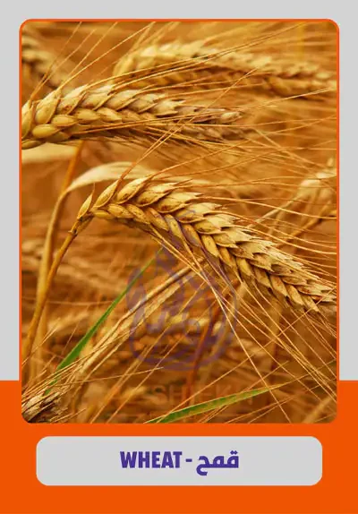 Wheat bulk supply from Egypt