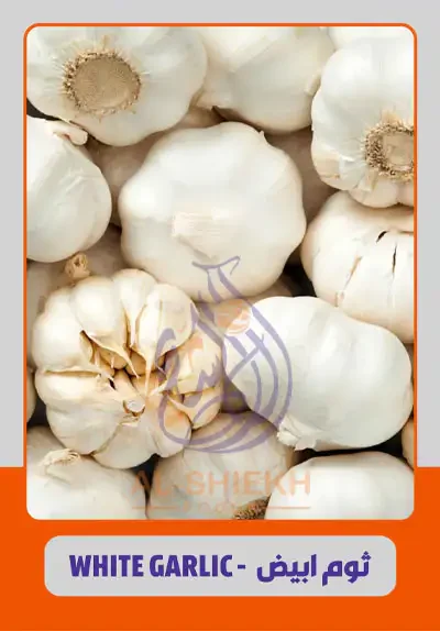 White Garlic for export from Egypt