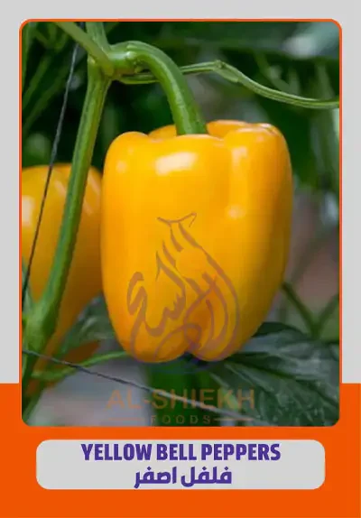 Yellow Bell Peppers for export from Egypt