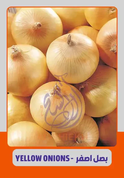 Yellow Onions for export from Egypt